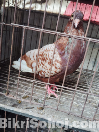 লিনেকস পলিস নর কবুতর